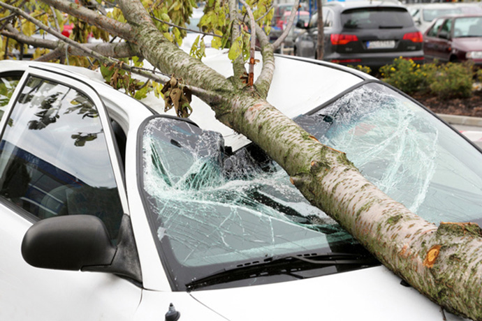 Car under fallen tree following storm