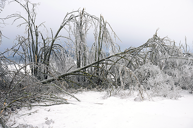 Trees damaged by freezing rain